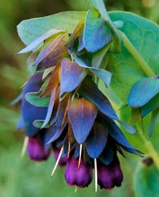 Омела крупная