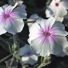 Лихнис Коронария Окулата