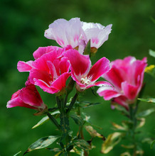 Кларкия Амоэна